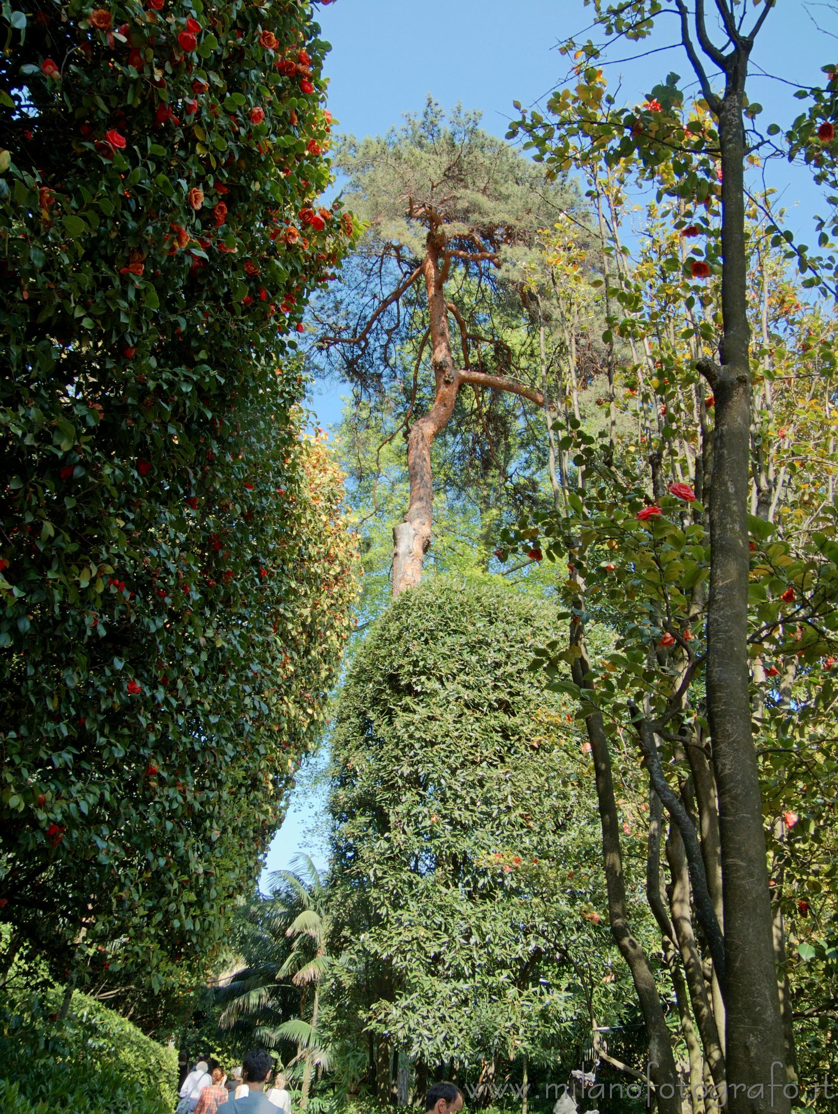 Tremezzo (Como) - Parte del parco di Villa Carlotta